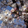 2011.4小倉城の桜