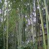 竹林