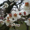 梅苑