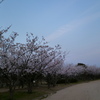桜の道です♪