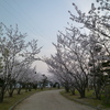 桜の道です♪