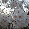 桜の花がいっぱい～♪