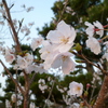 桜の花