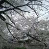 石神井川の桜４月７日