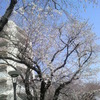 近所の桜４月５日
