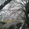 石神井川の桜４月７日