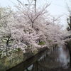 玉串川の桜