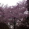 青山墓地の桜。