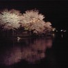 夜桜