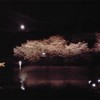 桜と月