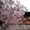 清水寺経堂　枝垂れ桜