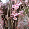 上賀茂神社　斎王桜