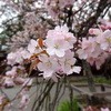 平野神社　胡蝶桜