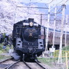 満開の桜の横を通り抜けるSL。偶然上長瀞で