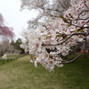 上賀茂神社　染井吉野桜