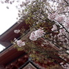 清水寺三重塔　染井吉野桜