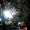とある学校にて。街灯で自然とライトアップ