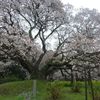 盛土してあるところに生えています