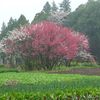 近くに生えている、この木の花も綺麗なんですよね～