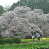 菜の花とのコントラストが、本当綺麗なんです
