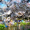立川の桜４