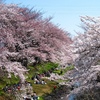 立川の桜１