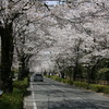 長瀞の桜並木