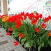 入善駅のチューリップは満開。