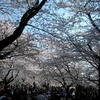 桜も人も凄い