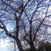 まだ咲いてないけど、一応お花見です
