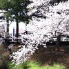 内丸周辺の桜