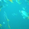シュノーケルで見た魚たち