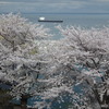 手宮公園の桜