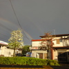 写真だと薄くて分からないかな