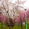 発寒川河川敷公園