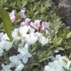 お庭のお花