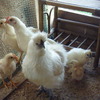 右奥が烏骨鶏です　1ヶ月後