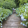 明月院・山道にブルートーンの紫陽花