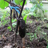 庭に直に植えてある茄子