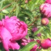 蕾の3日後