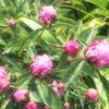 蕾