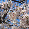 4月桜満開です（＾＾）ノ