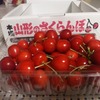 本年初の佐藤錦