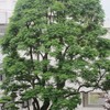 中庭の大きな樹は、堂々としています。