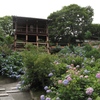 善峯寺の紫陽花園