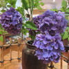 ロビーの生花です。やはりこの季節は紫陽花ですね。