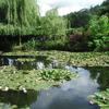 モネの睡蓮の池＠ジヴェルニー