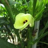 背の高いオクラの花は黄色
