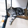 ボクのお気に入り