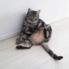 おひさしぶりにゃん